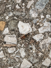 Myodocha serripes