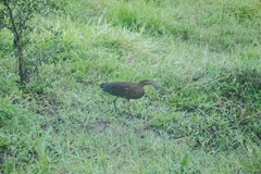 Tigrisoma mexicanum