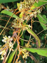 Cuscuta campestris