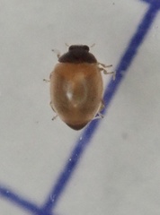 Stethorus pusillus