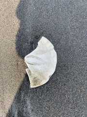 Echinoidea