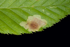 Cameraria betulivora