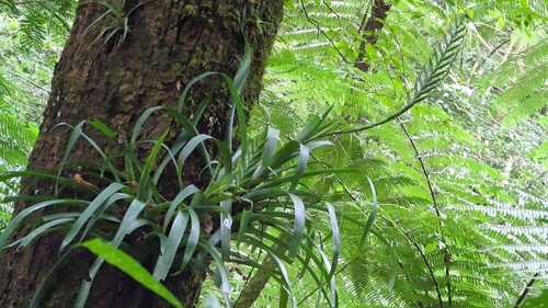 Pseudalcantarea viridiflora, photograph 6