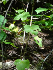 Menispermum canadense