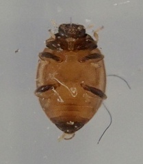 Stethorus pusillus