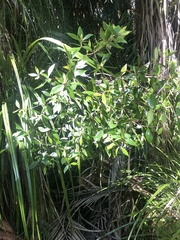 Pittosporum cornifolium