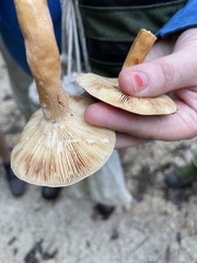 Lactifluus volemus