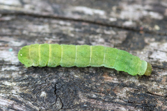 Euplexia benesimilis