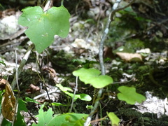 Menispermum canadense