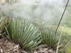 Agave rzedowskiana