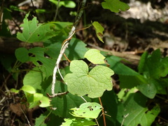 Menispermum canadense
