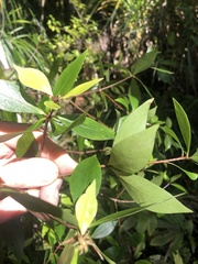 Pittosporum cornifolium