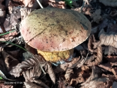 Suillellus luridus