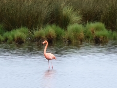 Phoenicopterus ruber