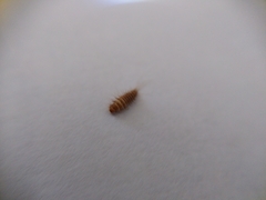 Dermestidae