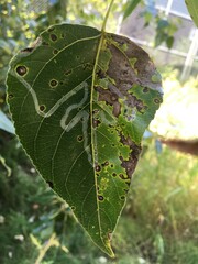 Phyllocnistis populiella