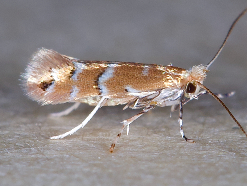 Cameraria betulivora (Walsingham, 1891)