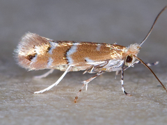 Cameraria betulivora