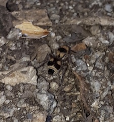 Dasymutilla sicheliana