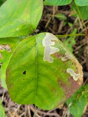 Cameraria guttifinitella