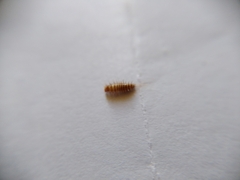 Dermestidae
