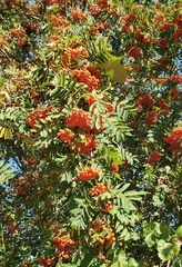 Sorbus aucuparia