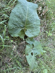 Arctium lappa