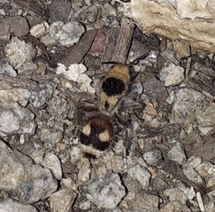 Dasymutilla sicheliana