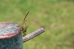 Ephippiger discoidalis