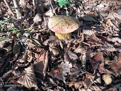 Suillellus luridus