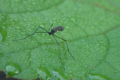 Gnophomyia tristissima