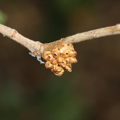 Callirhytis serricornis