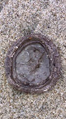 Scyphozoa