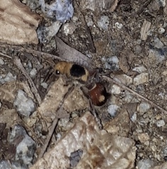 Dasymutilla sicheliana