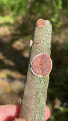 Trichaptum biforme