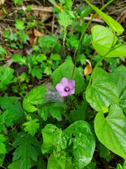 Ipomoea triloba