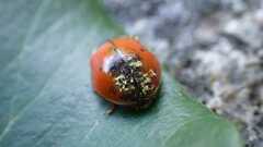 Harmonia axyridis