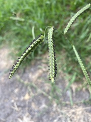 Paspalum dilatatum