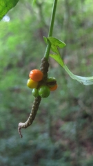 Anthurium flexile muelleri