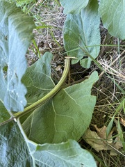 Arctium lappa