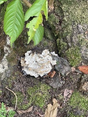 Kretzschmaria deusta