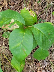 Toxicodendron rydbergii