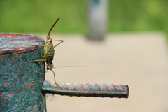 Ephippiger discoidalis