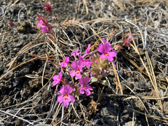 Diplacus deschutesensis