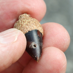 Curculionoidea