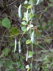 Phaseolus polystachios