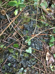 Peltigera canina