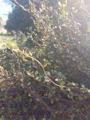 Muehlenbeckia complexa complexa