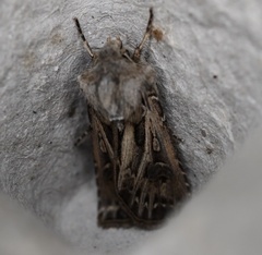 Agrotis gladiaria