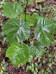 Vernicia fordii